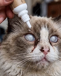 Neomycin Pet Eye Drops
