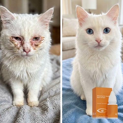 Neomycin Pet Eye Drops